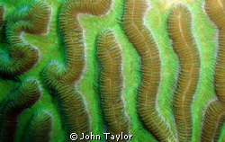 Macro shot of gorgeous Brain Coral. St Lucia.
Shot with ... by John Taylor 